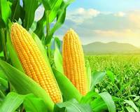 maize