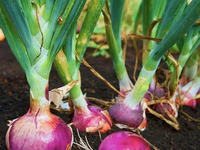 onion