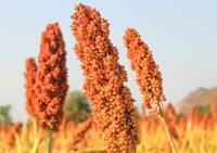 sorghum