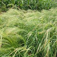 teff