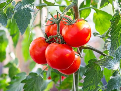 tomato