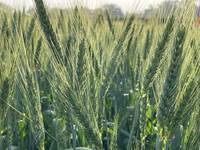 wheat